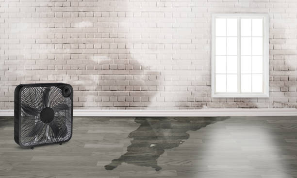 Best Mold removal after water damage  in Norwood, NJ